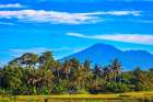 Balis fertile volcanic soil is perfect for rice field farming. Coastal Print